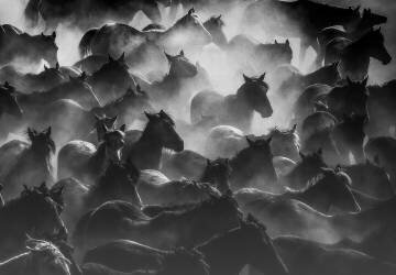 Horses (Ummu Nisan Kandilcioglu) - Muzeo.com