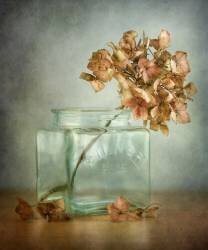 Hydrangea (Mandy Disher) - Muzeo.com