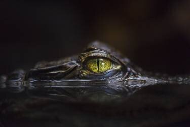 Hypnotic (Gaetano Cessati ) - Muzeo.com