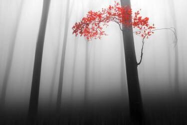 Illusion (Dragisa Petrovic) - Muzeo.com