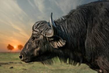 Imagine (Piet Flour) - Muzeo.com