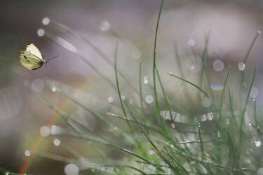 Imminent Landing (Anna Cseresnjes ) - Muzeo.com