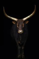 Intimate (Sergio Saavedra Ruiz) - Muzeo.com