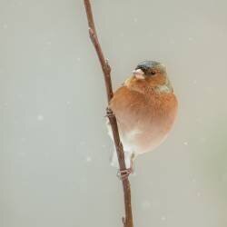 it's cold (Annie Keizer) - Muzeo.com