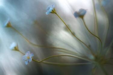 Jasmine (Mandy Disher) - Muzeo.com