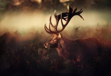 King (Robert Fabrowski) - Muzeo.com