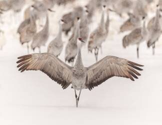 King (Qingsong Wang) - Muzeo.com