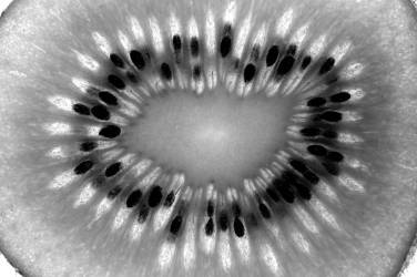 Kiwi (Jim Occi) - Muzeo.com