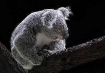 Koala (C.S. Tjandra) - Muzeo.com