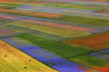 La coperta (Massimo Della Latta) - Muzeo.com