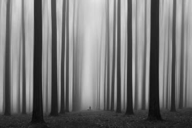 Labyrinth (Jochen Bongaerts ) - Muzeo.com