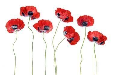 Ladybird Poppies (Mandy Disher) - Muzeo.com