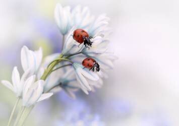 Ladybirds (Ellen van Deelen) - Muzeo.com