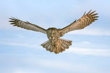 Landing (Rob Li) - Muzeo.com