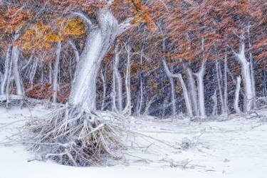 Last Show (John Fan) - Muzeo.com