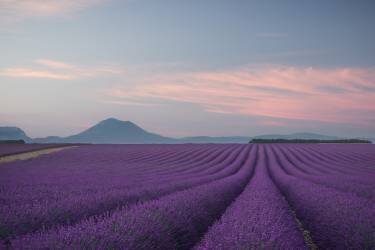 Lavender field (Rostovskiy Anton) - Muzeo.com