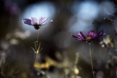 Le lien (Fabien Bravin) - Muzeo.com