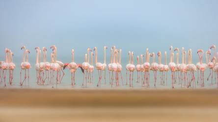 Leavers (Faisal ALnomas) - Muzeo.com