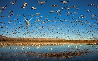 Legion of Wings (John Fan) - Muzeo.com