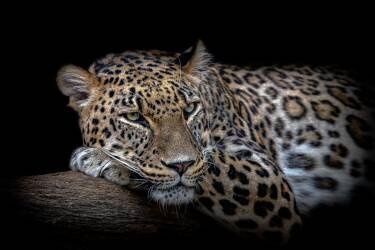 Leopard resting (Nauzet Baez) - Muzeo.com