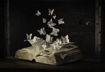 Lepidopterology (Heather Bonadio) - Muzeo.com