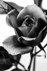 Let me know (Cyan Stella) - Muzeo.com