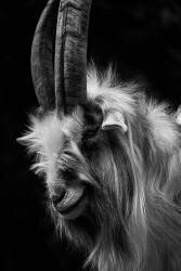 Life (Cat) - Muzeo.com