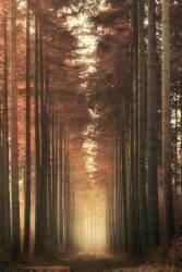 Light burning (Ye) - Muzeo.com