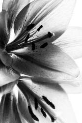 Lily (André Koenig) - Muzeo.com