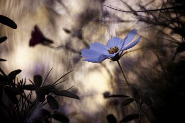 L'indifférence (Fabien Bravin) - Muzeo.com