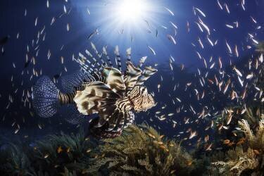 Lionfish (Gabriel Barathieu) - Muzeo.com