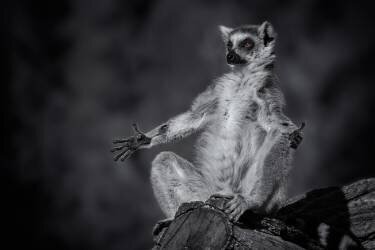 Little Buddha (Rainer Inderst) - Muzeo.com