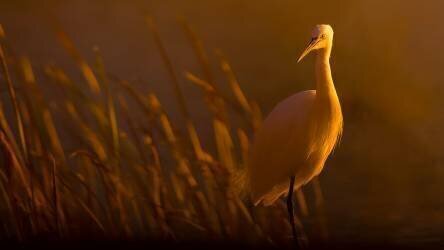 Little egret (David Manusevich) - Muzeo.com