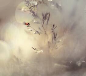 Little lady (Heidi Westum) - Muzeo.com