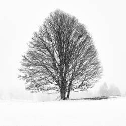 Lonely tree (Martin Froyda) - Muzeo.com