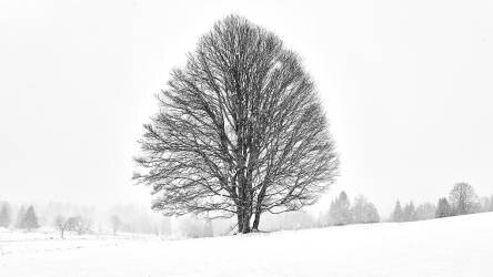 Lonely tree (Martin Froyda) - Muzeo.com
