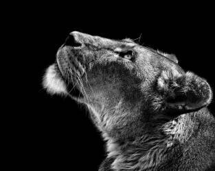 Looking Up (Christian Meermann) - Muzeo.com