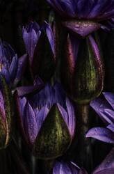 Lotus (Roxana Labagnara) - Muzeo.com