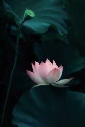 Lotus Flower (Catherine W.) - Muzeo.com