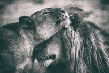 Love (Mohammed Alnaser) - Muzeo.com