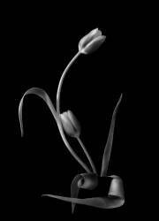 Love (Yanny Liu) - Muzeo.com