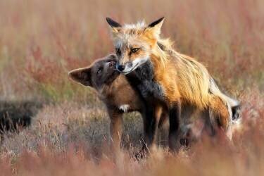 Love You (Jun Zuo) - Muzeo.com