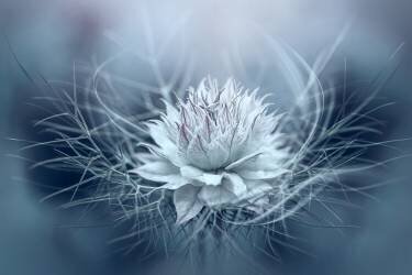 Love-in-a-mist (Jacky Parker) - Muzeo.com