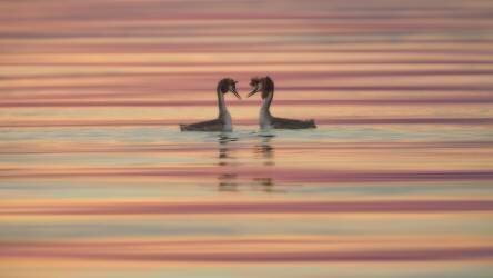 Lovers (Roberto Marchegiani) - Muzeo.com