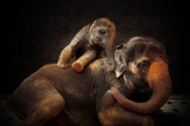 Loving Bond (Antje Wenner-Braun) - Muzeo.com