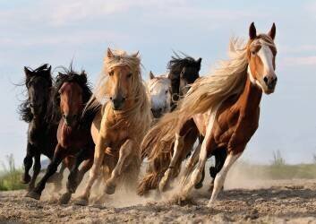 Lucky Six (Adam Wong) - Muzeo.com