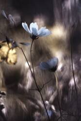 Lueur d'Automne (Fabien Bravin) - Muzeo.com