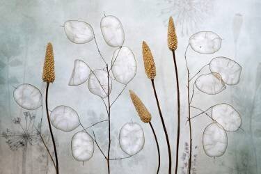 Lunaria (Mandy Disher) - Muzeo.com