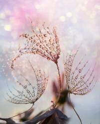 Macro (Tanya Markova) - Muzeo.com