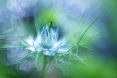 Magic blue.... (Piet Haaksma) - Muzeo.com